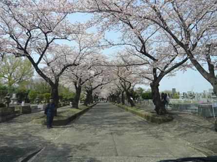 soshigaya-hanami-20190415-2.jpg