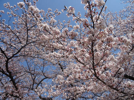 soshigaya-hanami-20190415-6.jpg