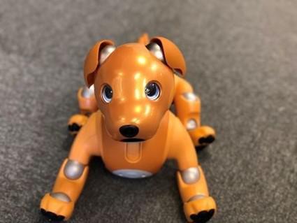 kami-aibo_20210125-1.jpg