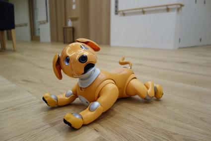 kami-aibo_20210803-3.jpg