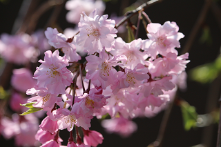 桜が満開です（浦和の庭から）
