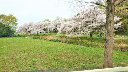 urawa-hanami_20210419-3.jpg