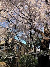 お花見だより(2021年3月29日・30日)